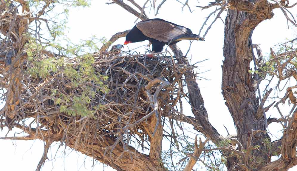 Bateleur adult feeding chick on nest
